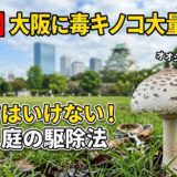 大阪（靭公園・大阪城公園）で毒キノコが大量発生！オオシロカラカサタケの特徴と見分け方