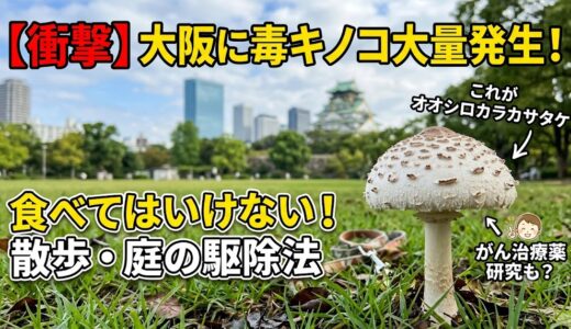 大阪（靭公園・大阪城公園）で毒キノコが大量発生！オオシロカラカサタケの特徴と見分け方